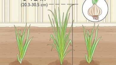 Photo of How to grow chives or chives: The steps you must follow