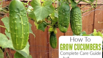 Photo of How to Grow Cucumber in the Garden: Everything you need to know