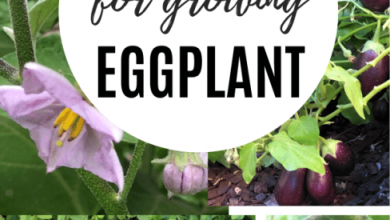 Photo of How to Grow Eggplants in the Garden Step by Step: Complete Guide