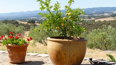 Photo of How to grow fruit trees in pots