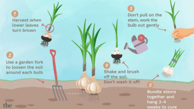 Photo of How to Grow Garlic in the Garden: From Planting to Harvest