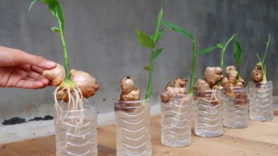 Photo of How to grow Ginger at home: Tips and tricks