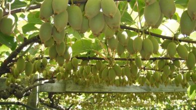 Photo of How to Grow Kiwis: Complete Guide on Kiwi Cultivation