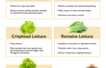 Photo of How to grow Lettuce in the Garden: Types and varieties of lettuce