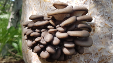 Photo of How to grow mushrooms at home: bales or kits for growing mushrooms