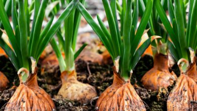 Photo of How to grow onion in the garden. Essential Tips and Tricks