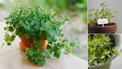 Photo of How to grow Oregano. Learn to Plant Oregano in pots | complete guide