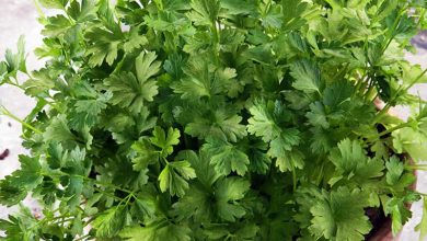 Photo of How to grow parsley in pots
