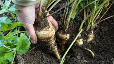 Photo of How to grow Parsnip: Planting, watering, harvesting and others