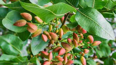 Photo of How to grow Pistachios: Complete guide on Pistachio cultivation
