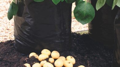 Photo of How to grow Potatoes in a bag: Get the best Potatoes in a bag
