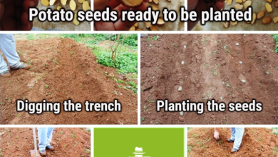 Photo of How to grow Potatoes (Potatoes) in the garden or house: Complete guide