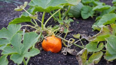 Photo of How to grow Pumpkin or Zapallo: sowing, irrigation, harvest and others