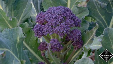 Photo of How to Grow Purple Broccoli in the Garden: Complete Guide