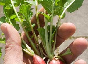Photo of How To Grow Radish In The Garden: Complete Guide