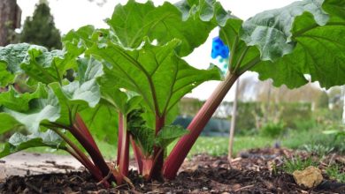 Photo of How to grow rhubarb in the garden step by step: Complete guide