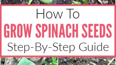 Photo of How to grow spinach in your garden step by step: Complete guide