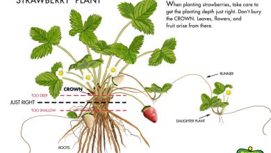 Photo of How to grow Strawberries and Strawberries: planting, care, harvest and more