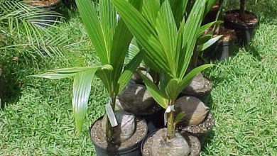 Photo of How to grow the coconut tree in a pot