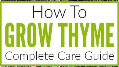 Photo of How to Grow Thyme Step by Step: Complete Guide