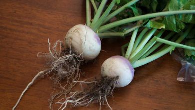 Photo of How to Grow Turnips in the Garden Successfully: Complete Guide