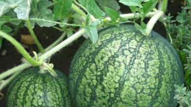 Photo of How to grow Watermelon in the Garden step by step: Complete Guide