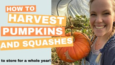 Photo of How to Harvest Pumpkins Correctly