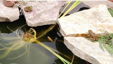 Photo of How to keep pond water clean