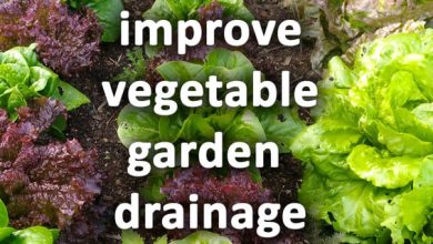 Photo of How to make a drainage in the vegetable garden: why is it necessary?