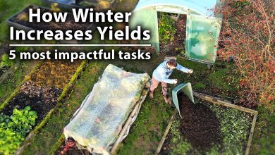 Photo of How to make a garden in winter: 7 fundamental tasks