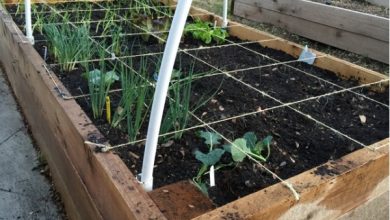 Photo of How to make a good Seedbed for the Garden: Complete Guide