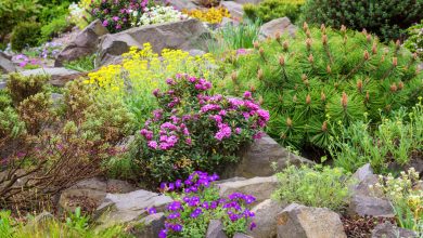 Photo of How to make a rockery for the garden