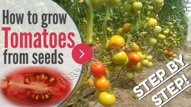 Photo of How to make a tomato seedbed: Planting tomatoes step by step