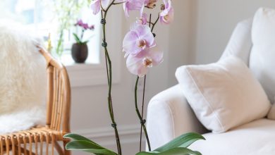 Photo of How to make an orchid bloom every year