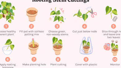 Photo of How to make cuttings that grow successfully