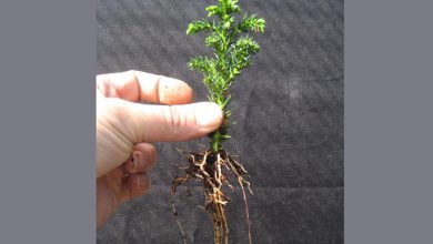Photo of How to Plant a Bonsai: [Steps, Growth, Care and Cuttings]