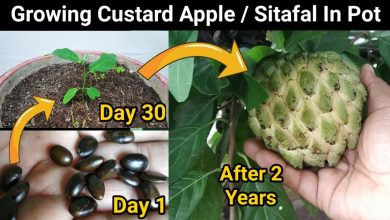 Photo of How to Plant a Custard Apple Tree: [Complete Step-by-Step Guide]