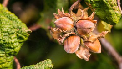 Photo of How to Plant a Hazelnut and Harvest Your Own Hazelnuts: [Complete Guide]
