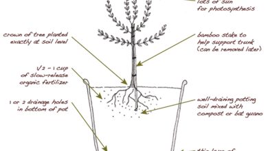 Photo of How to plant an Olive Tree in the Garden: Complete guide of the stages