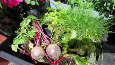 Photo of How to Plant Beetroot in Your Garden: Complete Step-by-Step Guide