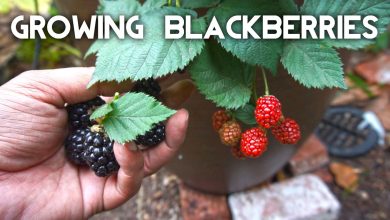 Photo of How to Plant Blackberry: Complete Guide [Images + Steps to Follow]