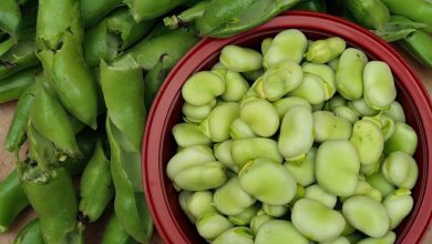 Photo of How to Plant Broad Beans in your Garden: Complete Guide in [12 Steps]