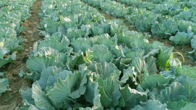 Photo of How to Plant Cabbage: [Time, Land, Light, Temperature and Disadvantages]