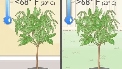 Photo of How to Plant Cinnamon: [All Steps] + Complete Guide