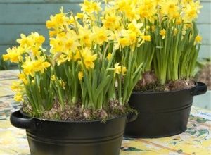 Photo of How to plant daffodils on date and forcefully