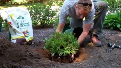 Photo of How to plant garden shrubs