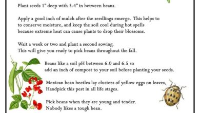 Photo of How to Plant Green Beans: Complete Guide [Steps to Follow + Images]