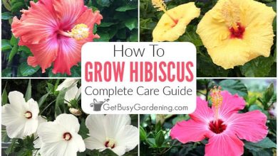 Photo of How to Plant Hibiscus in your Garden: [Complete Guide]