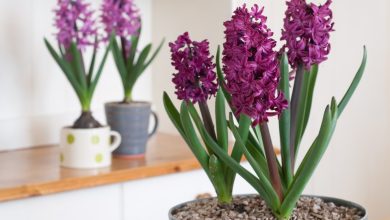 Photo of How to Plant Hyacinths in your Garden: Complete Guide