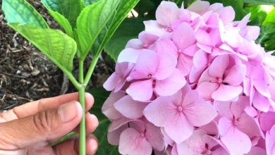 Photo of How to plant hydrangeas by cutting